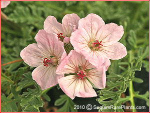 Erodium absinthoides