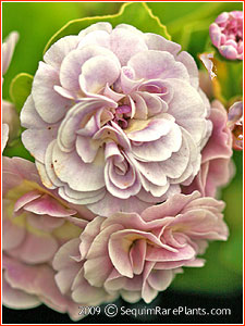 Primula 'Susannah'