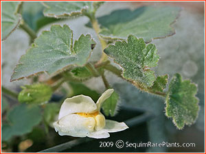 Asarina procumbens