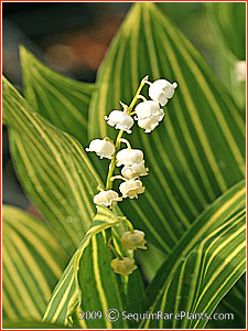 Convallaria 'Aureovariegata'