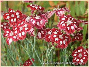 Dianthus 'Sops in Wine'
