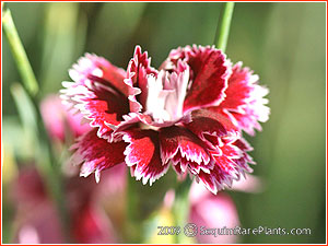 Dianthus 'Sweetheart Abbey'
