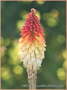 Kniphofia 'Springtime'