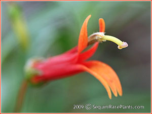 Lobelia laxiflora var. angustifolia