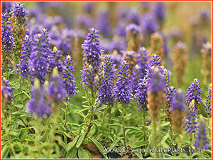 Veronica allionii