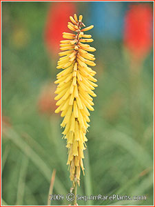Kniphofia 'Primrose Beauty'