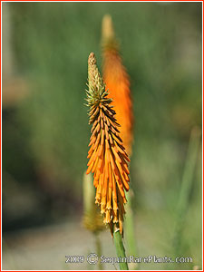 Kniphofia 'St. Gallen'