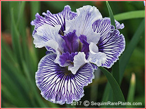 Iris 'Bay Street'