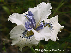 Iris 'Costanoa'