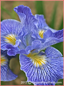 Iris 'Ocean Blue'