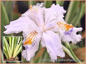 Iris japonica 'Aphrodite'