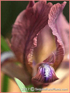 Iris sauveolens