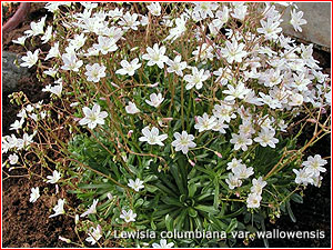 Lewisia columbiana var. wallowensis