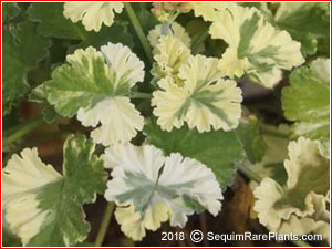 Pelargonium 'Snowy Nutmeg'