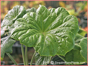 Podophyllum pleianthum