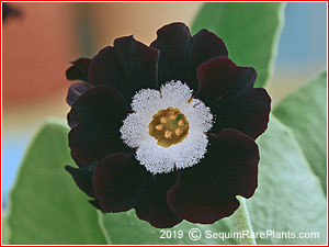 Primula 'Black Star'