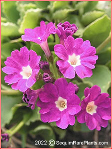 Primula 'Boothman's Variety'