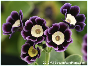 Primula 'Jeffa'