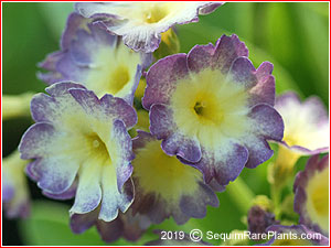 Primula