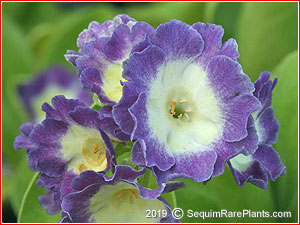 Primula