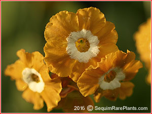 Primula 'Flaxen Honey'