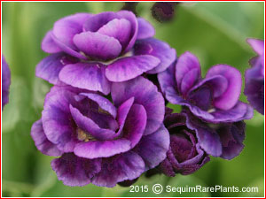 Primula 'Fred Booley'