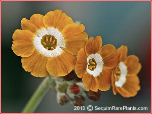 Primula 'Old Mustard'