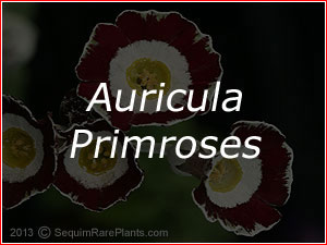 Auricula Primroses