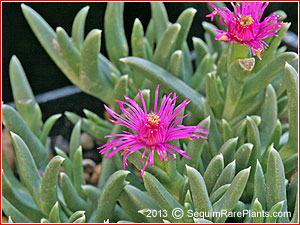 Ruschia pulvinaris