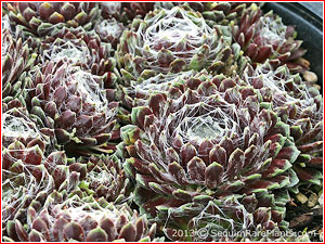 Sempervivum arachnoideum 'Rubrum'