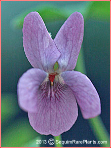 Viola odorata (mauve)