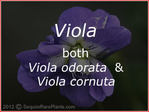 viola