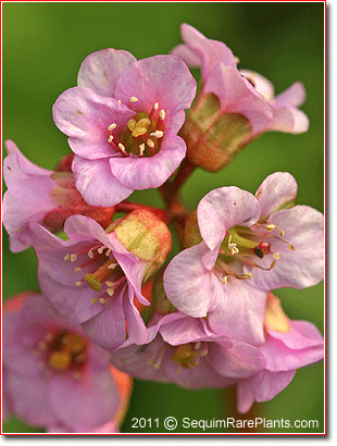 flowers of Bergenia 'Tubby Andrews'