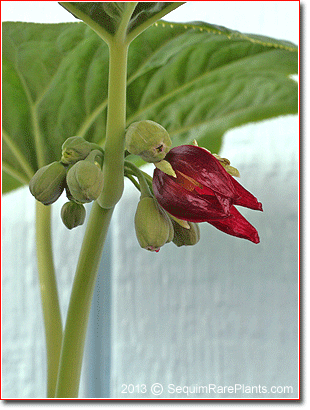 red flowers of Podophyllum pleianthum