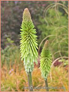 Kniphofia 'Green Jade'