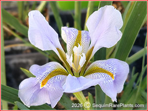 Iris unguicularis 'Walter Butt'