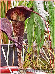 Arisaema taiwanense