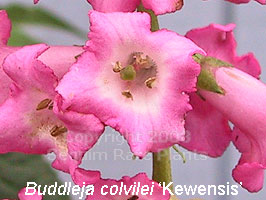 closeup of Buddleja colvilei 'Kewensis'