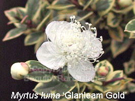 closeup of Myrtus luma 'Glanleam Gold'
