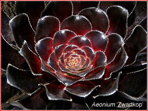 Aeonium 'Zwartkop'