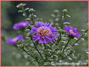 Aster 'Tiny Tot'