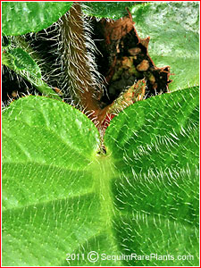 Bergenia ciliata