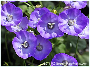 Campanula 'Royal Wave'