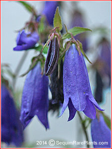 Campanula 'Sarastro'