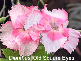 Dianthus 'Old Square Eyes'