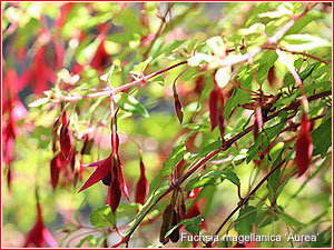 Fuchsia magellanica 'Aurea'
