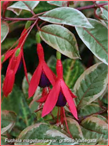 Fuchsia magellanica