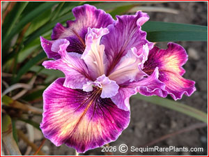 Iris 'Chualar'