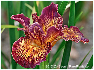 Iris 'Firework Display'