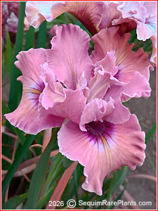 Iris 'Marriage Proposal'